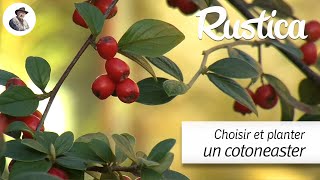 Choisir et planter un cotonéaster [upl. by Talya]