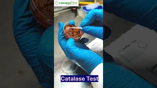 Catalase Test microbiology [upl. by Kaliski]