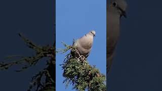 Eurasian Collared Dove Calling shorts [upl. by Ynwat]