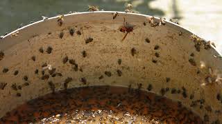 Bees and Flies Swarming Around Fermentation Residue in a Bucket [upl. by Ally]