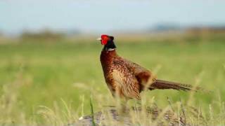 Fasan  Common Pheasant  Phasianus colchicus [upl. by Assecnirp]