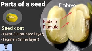 Parts of a seed 7th Std [upl. by Lokin]