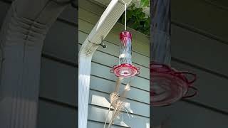 Hummingbird slow motion  birds of America music [upl. by Elletnwahs]