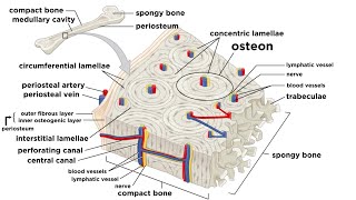 Bones Structure and Types [upl. by Nye281]