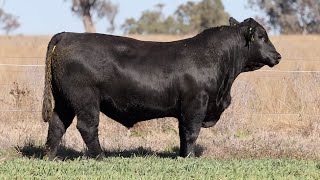 Lot 49 EVT22T608 Peakes Bowen 2024 [upl. by Ithsav]