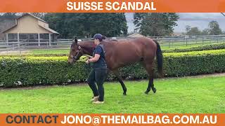 Mailbag Bloodstock  SUISSE SCANDAL [upl. by Weitzman893]