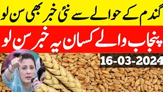 New Wheat support Price in Punjab Pakistan 2024Wheat rate Gundam ka rate 2024پنجاب میں گندم ریٹ [upl. by Elleret312]