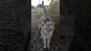 Cat and Fourwing Saltbush [upl. by Shakti667]