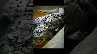 Lolong Biggest Saltwater Croc EVER captured [upl. by Ibed]