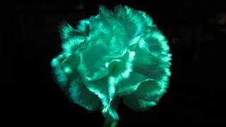 Make Flowers Glow In The Dark with highlighter fluid and UV light [upl. by Stafani]