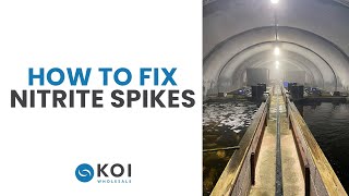 How To Fix Nitrite Spikes In My Koi Pond [upl. by Anaynek413]