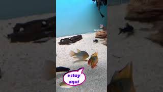 pareja de ramirezi music fish aquarium trending shortvideo humor comedy fishing animals [upl. by Eleinad]