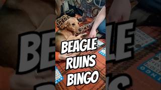 Beagle Ruins Bingo funny Beagle dog bingo puppy [upl. by Anitnoc]