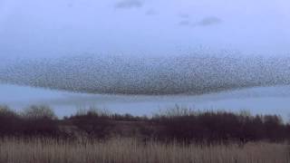 Starling Murmuration at Middleton Moor Derbyshire [upl. by Koeninger482]