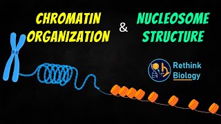 Chromatin Organization Animation  Nucleosome Structure [upl. by Camila465]