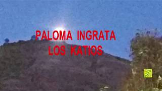 PALOMA INGRATA LOS KATIOS [upl. by Ulyram]