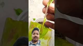 Alovera ke fayde ✅  NEW TRICK  plants garden gardening farming flowers prajapati tech fact [upl. by Winslow]