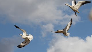 Evening Snow Goose Hunt at the Ongaros Saskatchewan Lodge [upl. by Gninnahc]