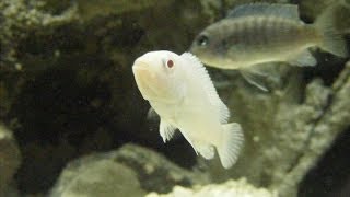 SPOTLIGHT Snow White Cichlid [upl. by Jemina180]