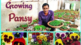 पैंसी फुलो के पौधे बीज से कैसे ग्रो करें  Growing Pansy Flower plants from Seeds [upl. by Aleetha]