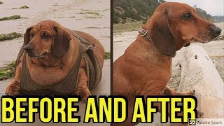 15 fat dogs weight loss before and after transformations [upl. by Deming]