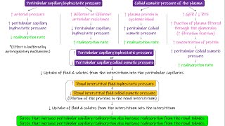 Peritubular Capillaries amp Interstitial Fluid Forces Chapter 28 part 8 Guyton and Hall Physiology [upl. by Arte]