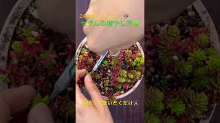 セダム 増やし方 多肉植物 たにくしょくぶつ [upl. by Dorolisa]