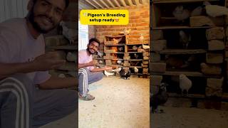 Pigeons🕊️ breeding setup ready😍 petlover minivlog pigeonvlogger birds pigeon kabutar [upl. by Kincaid]