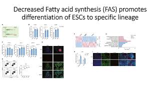 Decreased Fatty acid synthesis FAS enhances Embryonic Stem Cells ESCs differentiation Code 607 [upl. by Ottavia608]