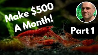 Breeding Shrimp For Profit in 2023  How to make money as a shrimp breeder [upl. by Lewan676]