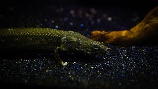 14 months of Bichir  Polypterus growth in One Video [upl. by Anglo221]