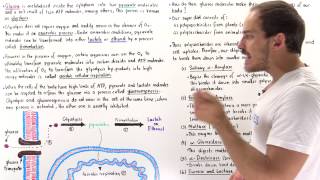 Introduction to Glucose Metabolism [upl. by Eimrots]