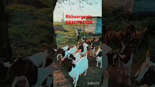 Boer goats available at Rkboergoats golegaon TQ khultabad dist chhatrapati sambhajinagar Maharashtra [upl. by Aicenert137]