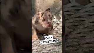 Exotic blue eyes marle colour american bully puppies for sale in Delhi ncr beach love travel [upl. by Gnouc]