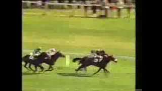 1981 St Leger Stakes [upl. by Alahc354]