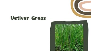 Vetiver Grass FAQs [upl. by Ydnat]