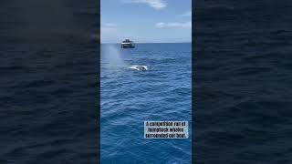 Humpback Whale Watching  Competition Run  Maui Hawaii whalewatching [upl. by Thanh887]