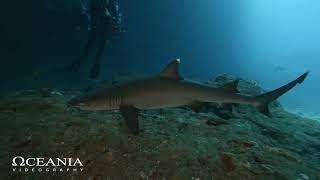 SHARK DIVING CANDIDASA BALI INDONESIA [upl. by Kong]