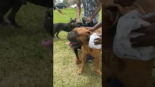 Rottweiler Cane Corso and Bull Mastiff arrive at Dog Show [upl. by Basham111]