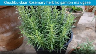 Herb Rosemary grown in pots  UrduHindi [upl. by Dnomde681]