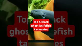 Top 5 Black ghost knifefish tankmate  Tamil top5 aquariumfish shorts youtubeshorts trending [upl. by Navy]