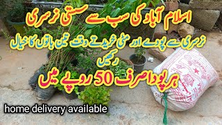 winter plants shoppingsub Sy sasti nursery reasonable plant nursery in Islamabadسردیوں کے پھول [upl. by Eillek]