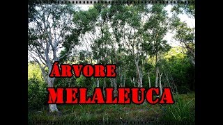 MELALEUCA ÁRVORE MEDICINAL  VOCÊ CONHECE [upl. by Lais]