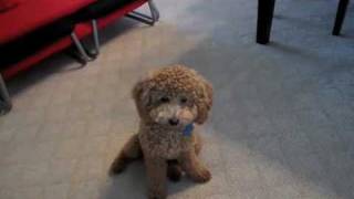 Cute brown poodle puppy BB doing cool tricks v2聰明的紅貴賓 [upl. by Pappano]