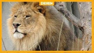 Leeuw bijt andere leeuw dood in Burgers Zoo [upl. by Elyn]