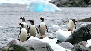 Gentoo Penguins On the Move [upl. by Baptlsta982]