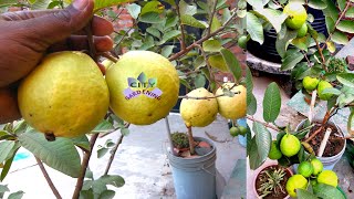 How to grow big guavas in a pot Psidium Guajava Amrud in pots [upl. by Marzi694]