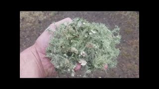 DIY Antiviral Tincture Collecting Usnea Lichen [upl. by Hsaniva]