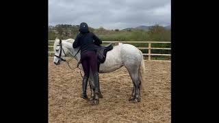 3 yr old Connemara filly for sale clifden [upl. by Chaunce626]