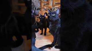 5 MindBlowing Facts About Black Cats That Will Amaze You cat cats cute cutecat funny wildlife [upl. by Akimrehs413]